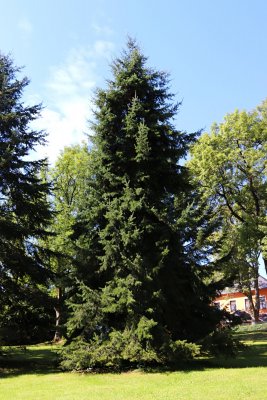 Pseudotsuga menziesii - douglaska tisolistá - celek(94)